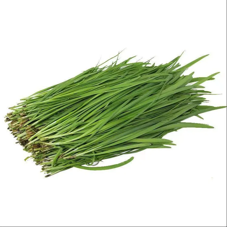 桂林农家特香本地小细叶土韭菜现割韭菜（中午12点前下单当天发货）
