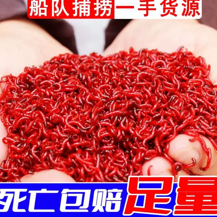 天津鲜活特大号红虫