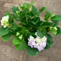 150杯【弗洛粉】绣球带花室外可种植