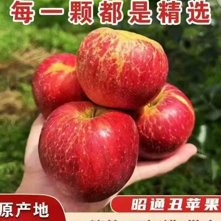 云南昭通红露苹果新鲜采摘新鲜发货