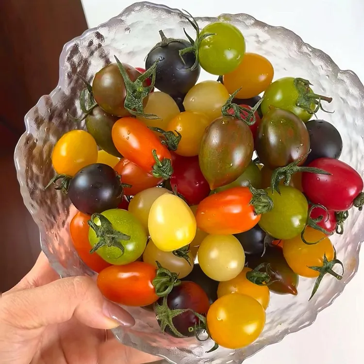 【顺丰包邮】现摘多彩小番茄6至7色搭配香甜爆汁新鲜圣女果小柿子