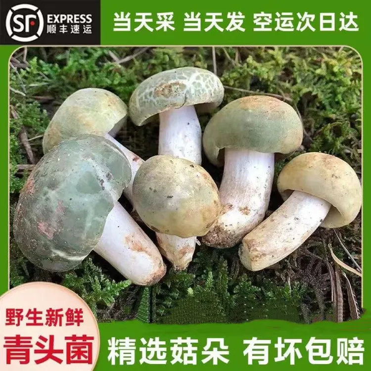云南野生青头菌新鲜松茸见手青红菇当季蘑菇非干货牛肝菌红葱