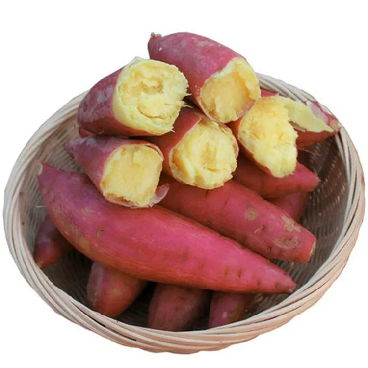 正宗板栗红薯新鲜现挖粉糯香甜沙地粗粮