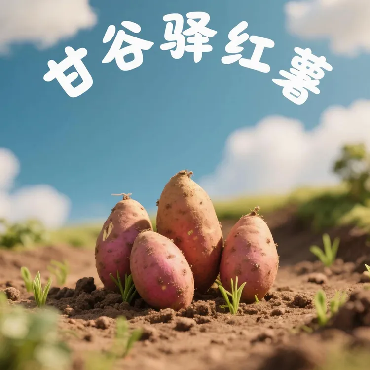【延安甘谷驿红薯】细腻无丝香甜软糯瓜肉如玉.来自革命老区的礼物