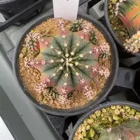 7-0223希拉曼尼脱土发多肉