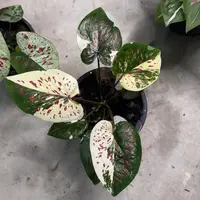113-0915泰国发货多肉