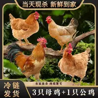 【小张】农家放养土鸡 3只黄油母鸡+1只公鸡 组合装四只净重8-9斤