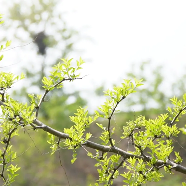 沃犁诗2025年酸枣芽茶传统工艺