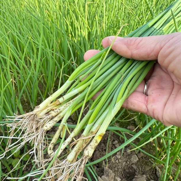 正宗黄皮洋葱苗高产耐低温现挖现发黄皮洋葱秧子冬季蔬菜黄葱苗秧