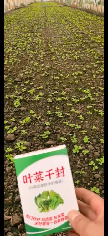 叶菜千封专用链接