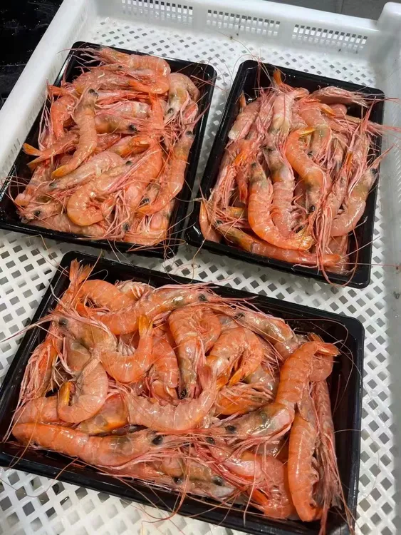 芬姐海鲜 台州温岭海鲜大红虾刺身级红绿头虾1500g