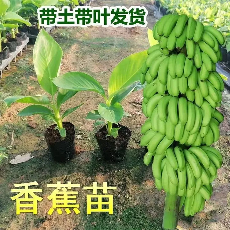 芭蕉树苗苹果蕉苗皇帝蕉粉蕉树苗芭蕉苗带土发货