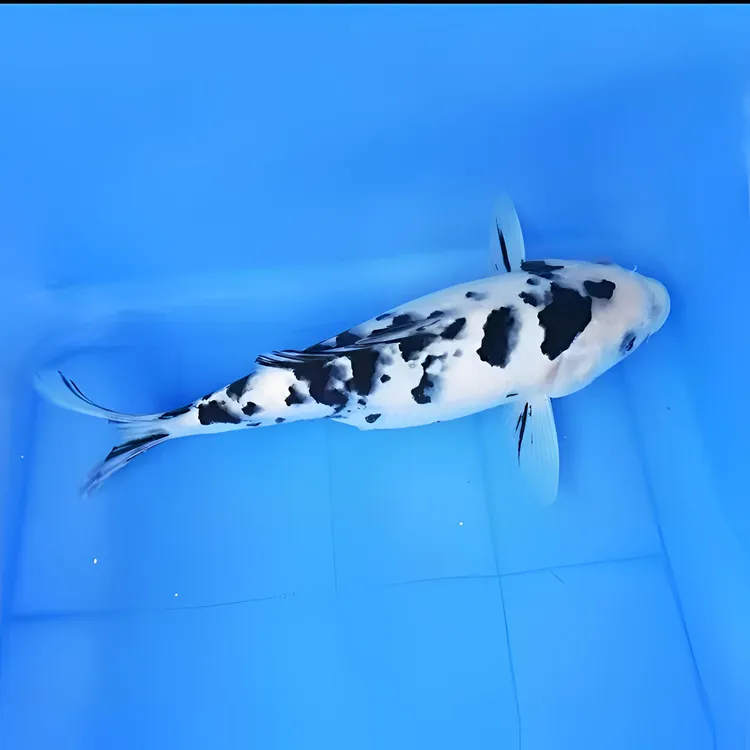 1-200精品锦鲤红白