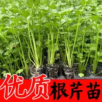 根芹苗西芹香芹根芹高产四季春秋盆栽四季小香芹阳台基地直发