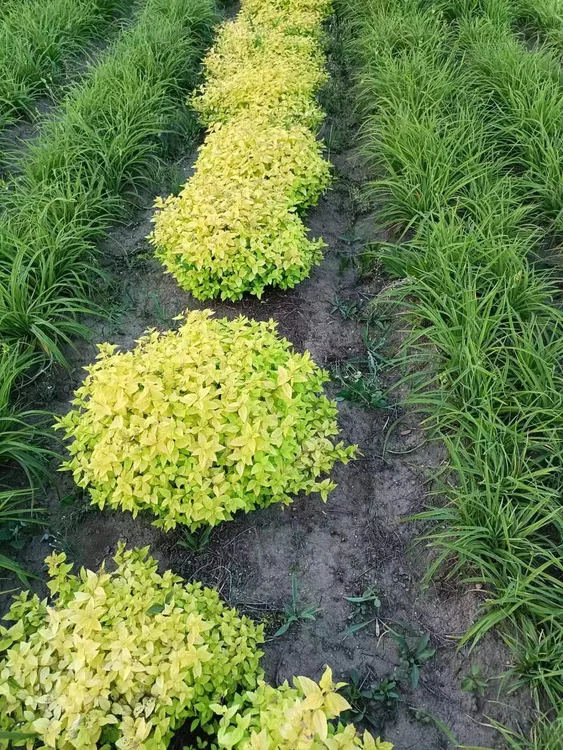 东北金山耐寒耐旱庭院别墅绿篱拍一发十颗杯苗