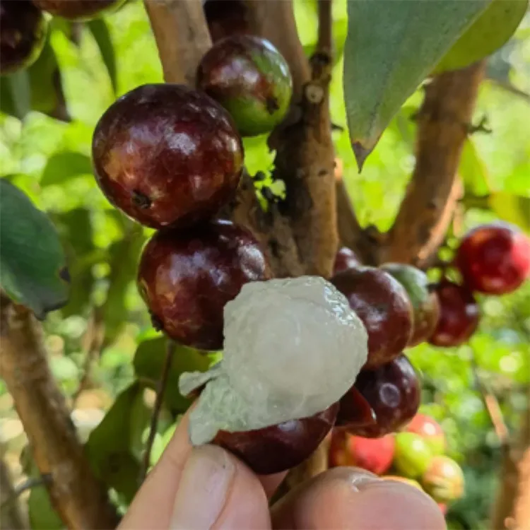 嘉宝果树大树树葡萄苗果树特大加宝果树名贵四季南方种植庭院盆栽