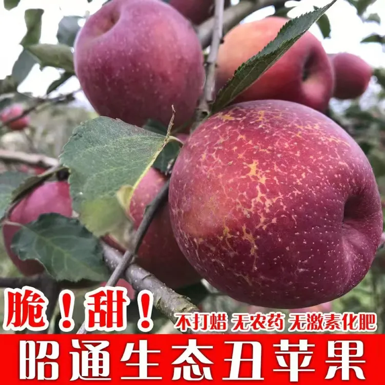 云南昭通红富士冰糖心丑苹果新鲜采摘应季水果产地直发
