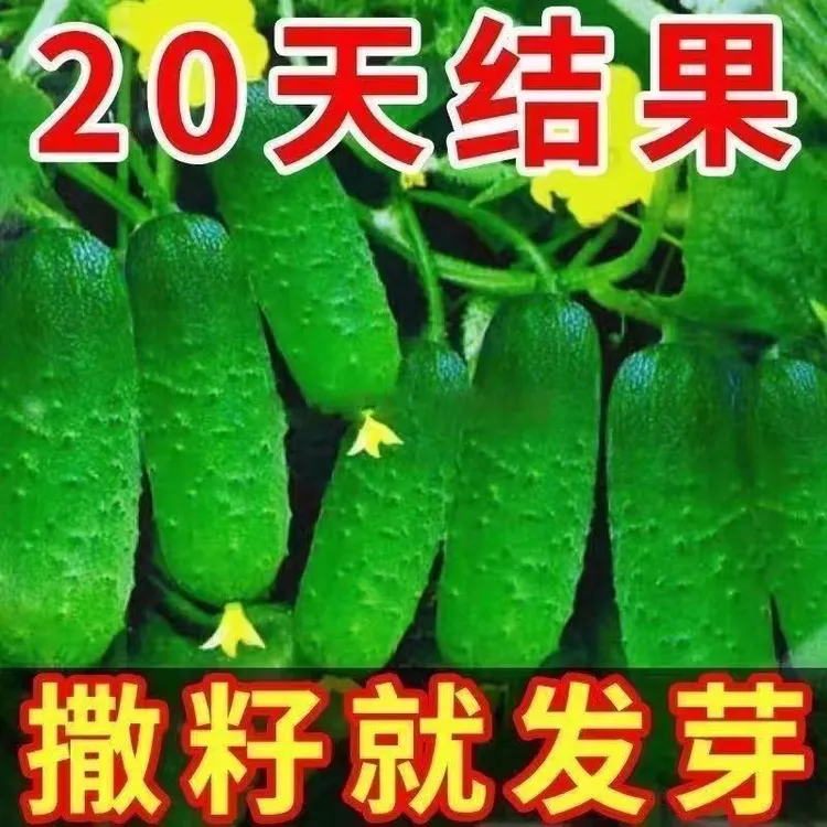 不搭架爬水果黄瓜种子四季盆栽庭院带土黄瓜种子高产耐热黄瓜种子
