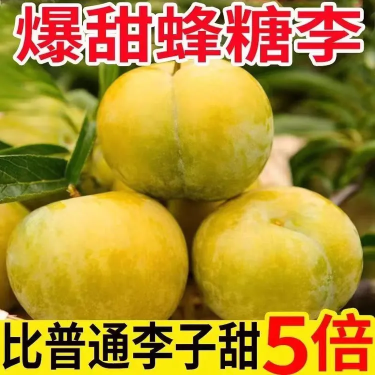 正宗贵州六马蜂糖李新鲜爆汁超甜产地直发2/3/5斤