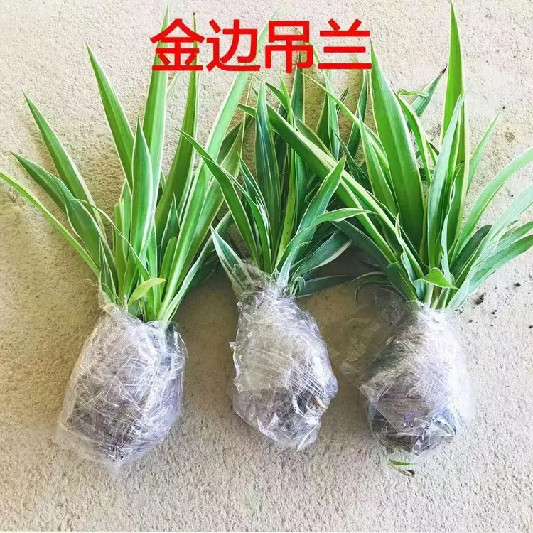 金边吊兰甲醛室内好养绿植盆栽植物客厅花卉办公室阳台净化空气