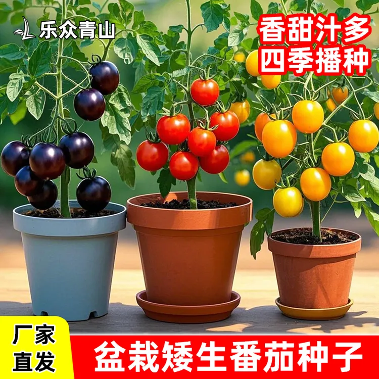 盆栽红/黄/黑矮生小番茄种子圣女果西红柿水果蔬菜阳台庭院种植 