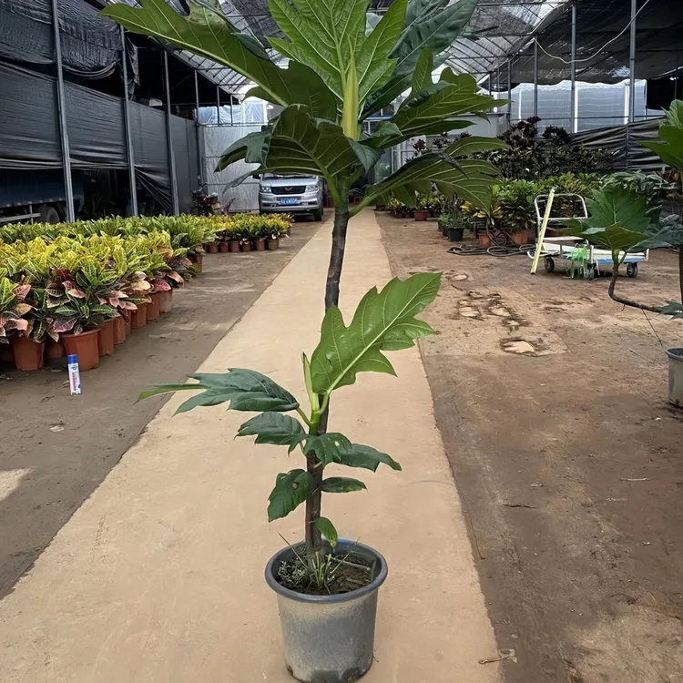 网红面包果树苗现货现发一种植四季结果