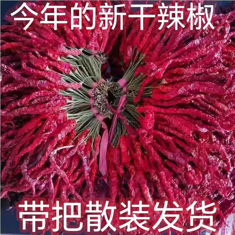 贵州大方皱椒鸡爪皱皮辣椒新鲜干辣椒辣微辣特香干红辣椒