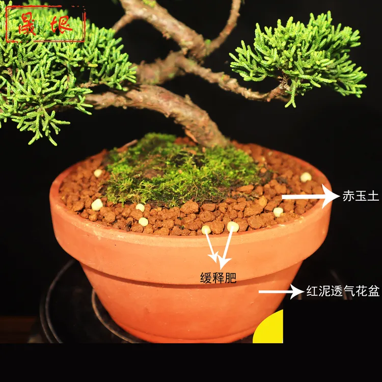 5小包缓释肥济州真柏肥料盆景盆栽用品工具肥