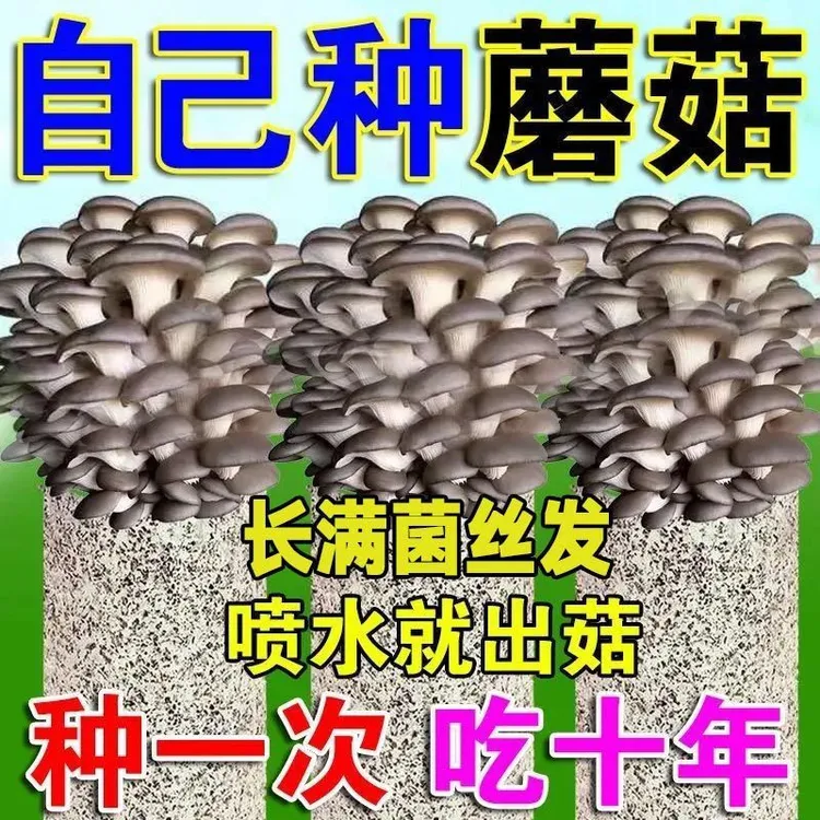 【买1发3大包】蘑菇菌包喷水就长菌包好养菌菇种植包食用菌菌棒平菇