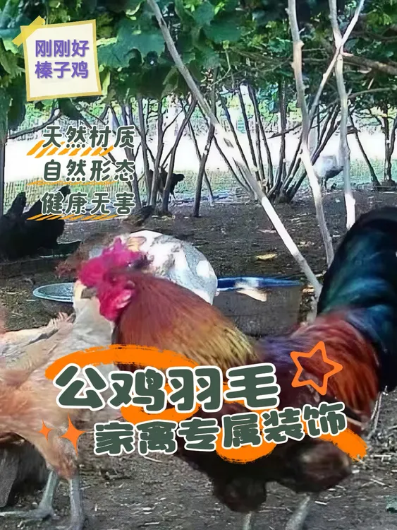 榛子林下散养土公鸡/大公鸡(支持现场视频选货）活鸡