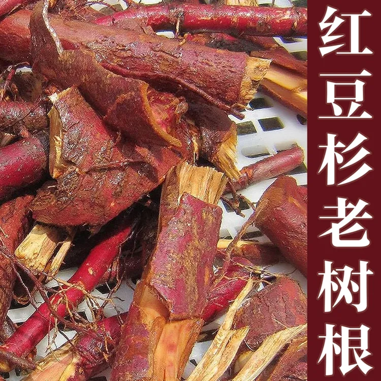 红豆杉树根赤柏松紫杉老树根正宗南方红豆杉果皮红豆杉根原料包邮