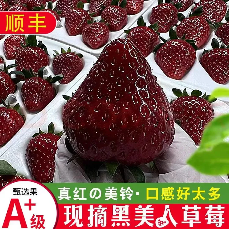 【顺丰上门】真红美玲草莓黑草莓黑珍珠鲜甜奶油孕妇水果整箱送礼