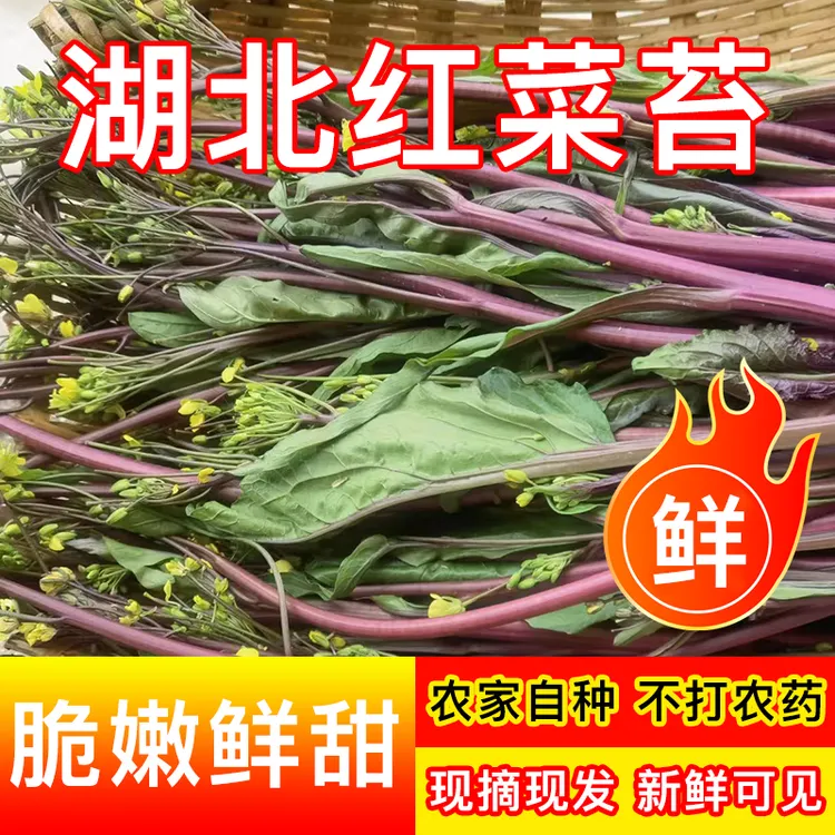 湖北武汉红菜苔露天打霜菜苔蔬菜基地直发现摘新鲜时令绿色食品