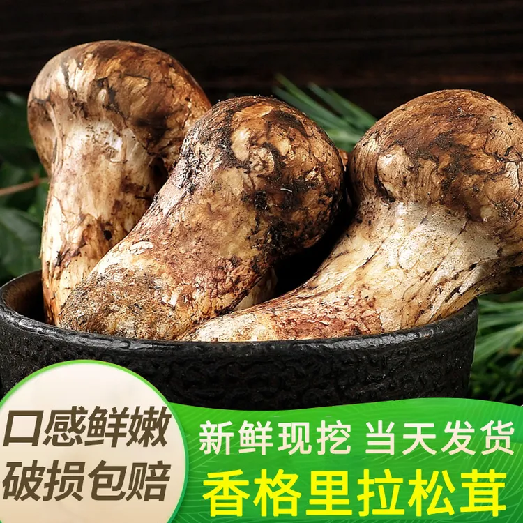 香格里拉松茸云南现挖新鲜食用菌菇不开伞现货蘑菇食材空运次日达