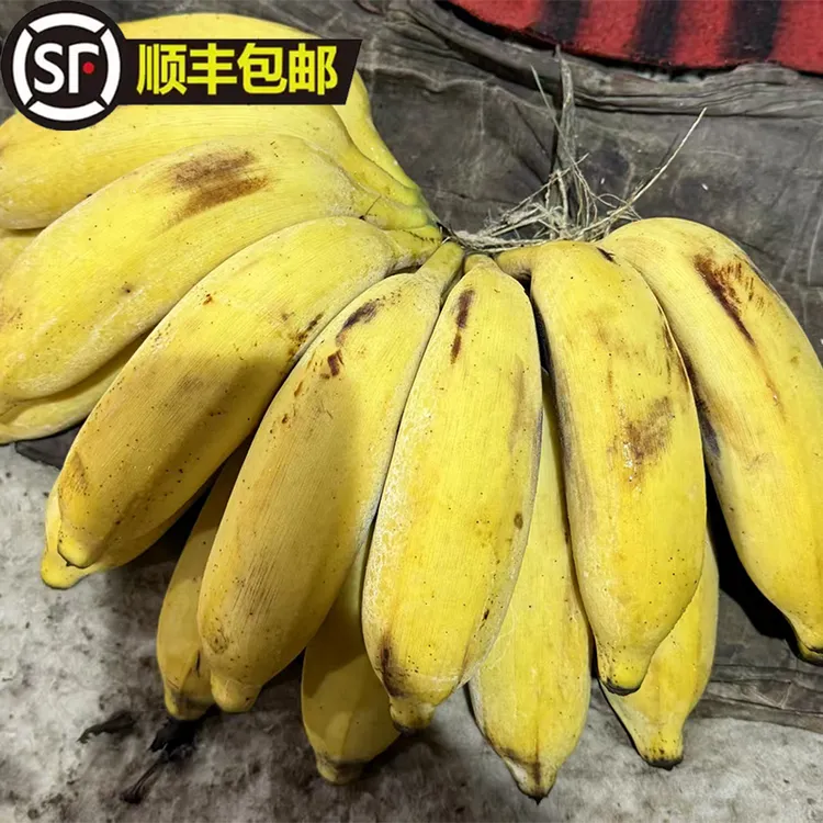 正宗广东高州原产地直销粉蕉米蕉自然熟纯天然香蕉顺丰包邮到家