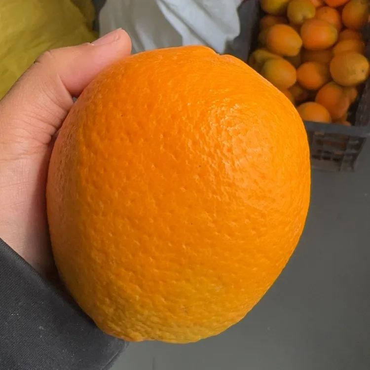 湖北纽荷尔脐橙当季水果现摘新鲜甜橙鲜橙红橙五斤九斤包邮
