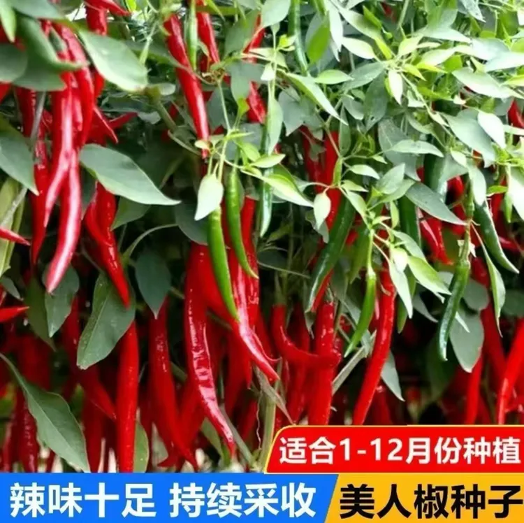 【美人椒种子】小红辣椒籽椒辣椒种子香辣美人椒红色