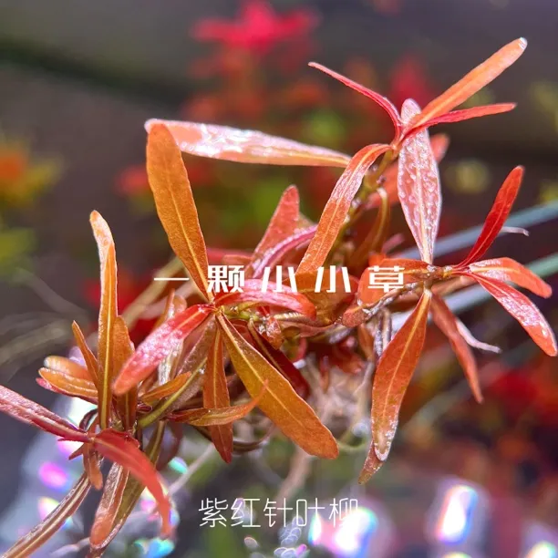 紫红针叶柳水草/粉红针叶柳/荷兰景观/ 稀有品种/前景水草/草缸