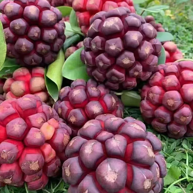 新款黑老虎苗布福娜爬藤耐寒大果庭院阳台四季南方盆地栽当年正品