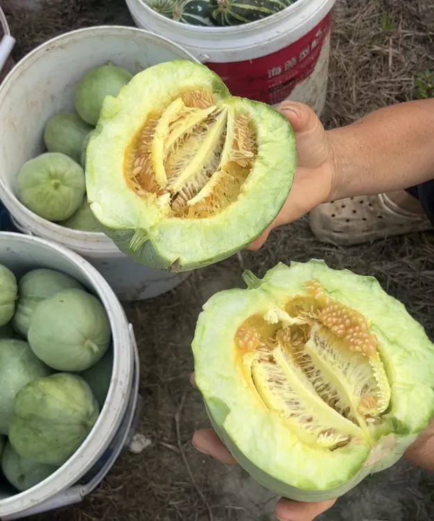 【新鲜】不是产地农家种植头茬绿宝石甜瓜，农家种植非产地