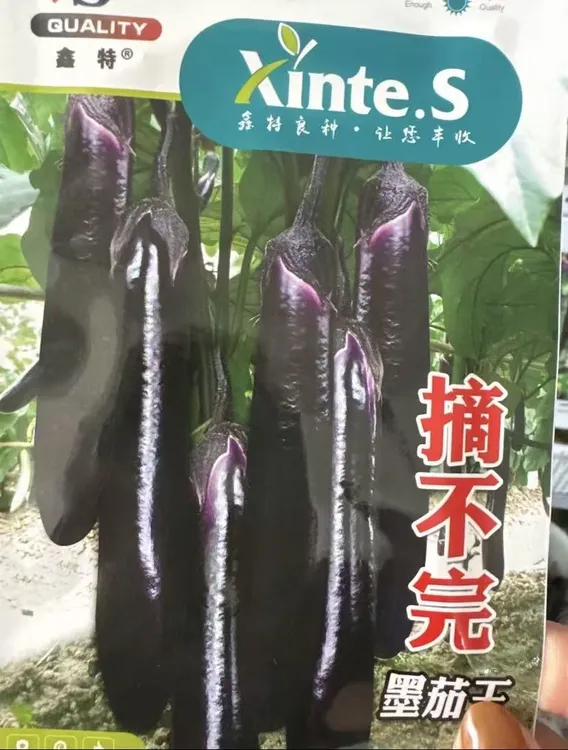 【摘不完墨茄王茄子籽种子】家庭盆栽地栽四季种植