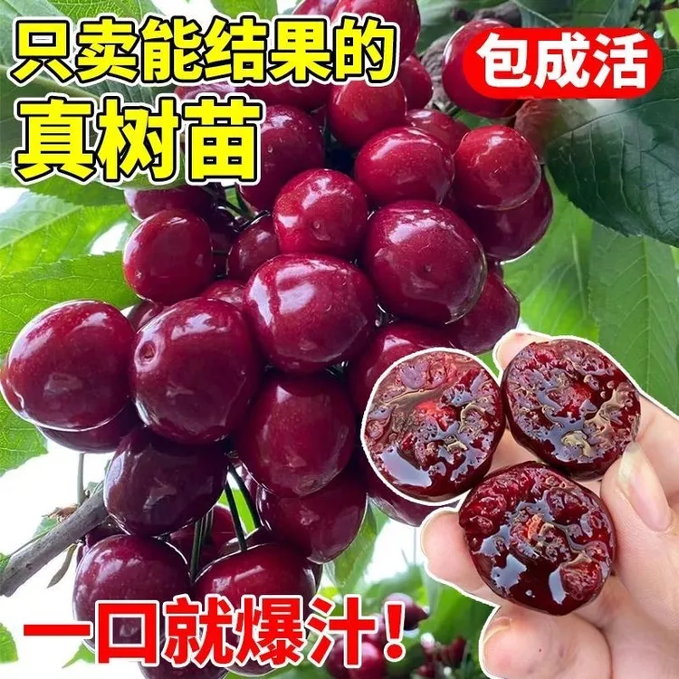 车厘子树苗盆栽地栽南方北方种植当年结果特大嫁接樱桃苗低矮果苗