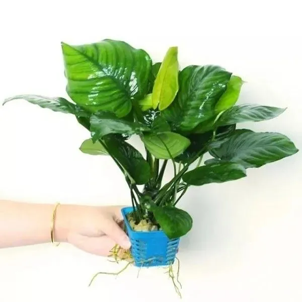 大叶巴榕小水榕鱼缸造景水草植物真草绿植摆件好养活懒人新手入门