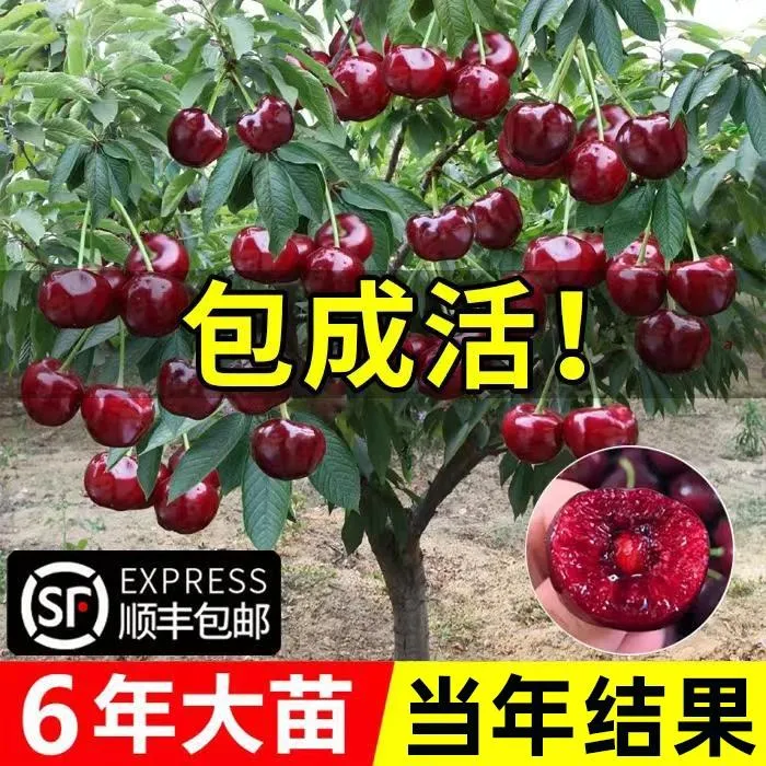 车厘子树苗樱桃树苖南方北方种植盆栽庭院果树大樱桃苗矮化樱桃树