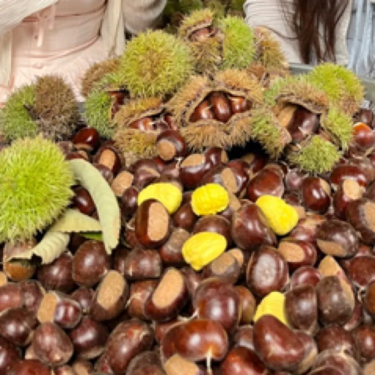 迁西3113品种 云南农家高山老树板栗籽 大果 现摘现发包邮