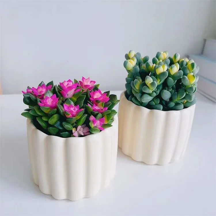 鹿角海棠吹雪之松锦多肉植物绿植花卉盆栽新手好养植物吉祥如意