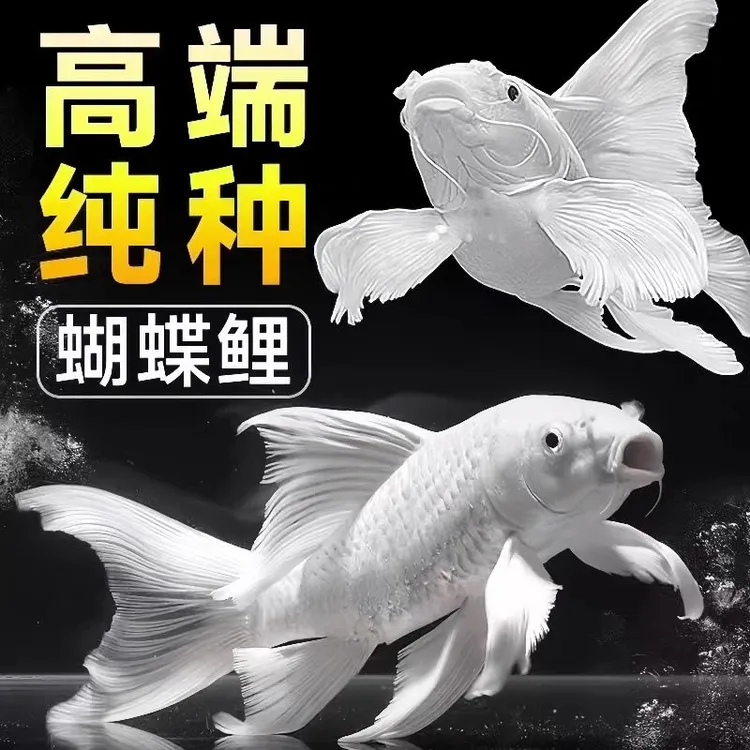 台湾贵妃蝴蝶鲤观赏鱼锦鲤淡水小鱼活体鱼苗大鳍尾赛级球体狮子头