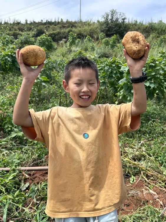 云南高山宣薯2号农家土豆