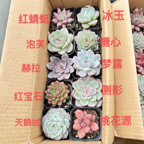 10盆10个品种6.5厘米盆多肉植物套餐组合新品花卉满满一整箱