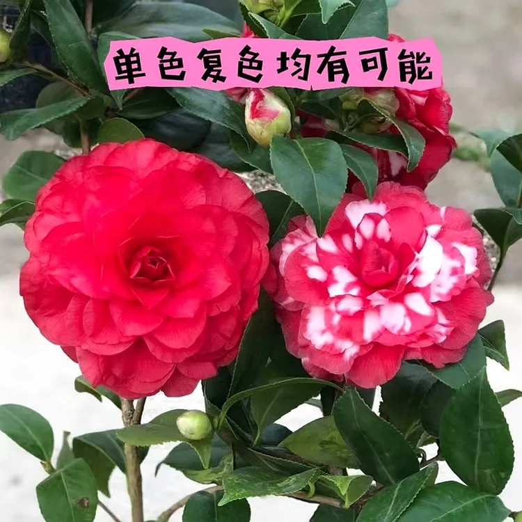青叶贝拉山茶花盆栽 秋冬季带花苞 耐寒花卉四季绿植多色茶花树苗